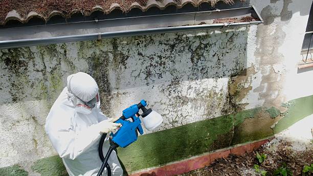 Trusted Mold Remediation service in Luke Air Force Base, AZ - Cheap Mold Removal